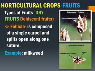 HORTICULTURAL CROPS-FRUITS
Types of Fruits- DRY
FRUITS Dehiscent fruits)
 Follicle- is composed
of a single carpel and
splits open along one
suture.
Example: milkweed
 