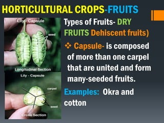 HORTICULTURAL CROPS-FRUITS
Types of Fruits- DRY
FRUITS Dehiscent fruits)
 Capsule- is composed
of more than one carpel
that are united and form
many-seeded fruits.
Examples: Okra and
cotton
 