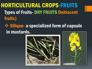 HORTICULTURAL CROPS-FRUITS
Types of Fruits- DRY FRUITS Dehiscent
fruits)
 Silique- a specialized form of capsule
in mustards.
 