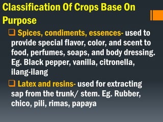 Classification Of Crops Base On
Purpose
 Spices, condiments, essences- used to
provide special flavor, color, and scent to
food, perfumes, soaps, and body dressing.
Eg. Black pepper, vanilla, citronella,
ilang-ilang
 Latex and resins- used for extracting
sap from the trunk/ stem. Eg. Rubber,
chico, pili, rimas, papaya
 
