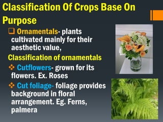 Classification Of Crops Base On
Purpose
 Ornamentals- plants
cultivated mainly for their
aesthetic value,
Classification of ornamentals
 Cutflowers- grown for its
flowers. Ex. Roses
 Cut foliage- foliage provides
background in floral
arrangement. Eg. Ferns,
palmera
 