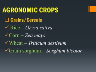 AGRONOMIC CROPS
 Grains/Cereals
 Rice – Oryza sativa
Corn – Zea mays
Wheat – Triticum aestivum
Grain sorghum – Sorghum bicolor
 