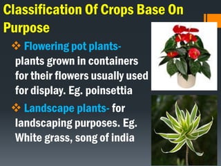 Classification Of Crops Base On
Purpose
 Flowering pot plants-
plants grown in containers
for their flowers usually used
for display. Eg. poinsettia
 Landscape plants- for
landscaping purposes. Eg.
White grass, song of india
 