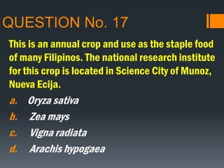 QUESTION No. 17
This is an annual crop and use as the staple food
of many Filipinos. The national research institute
for this crop is located in Science City of Munoz,
Nueva Ecija.
a. Oryza sativa
b. Zea mays
c. Vigna radiata
d. Arachis hypogaea
 