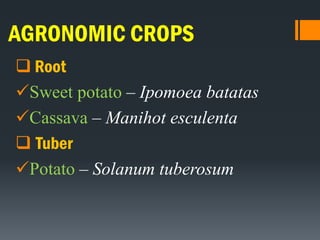 AGRONOMIC CROPS
 Root
Sweet potato – Ipomoea batatas
Cassava – Manihot esculenta
 Tuber
Potato – Solanum tuberosum
 