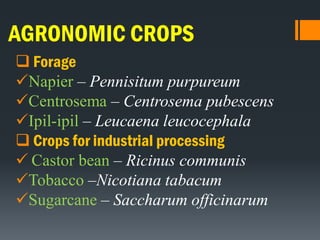 AGRONOMIC CROPS
 Forage
Napier – Pennisitum purpureum
Centrosema – Centrosema pubescens
Ipil-ipil – Leucaena leucocephala
 Crops for industrial processing
 Castor bean – Ricinus communis
Tobacco –Nicotiana tabacum
Sugarcane – Saccharum officinarum
 