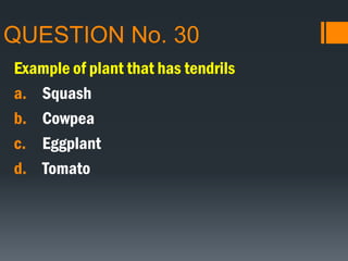 QUESTION No. 30
Example of plant that has tendrils
a. Squash
b. Cowpea
c. Eggplant
d. Tomato
 