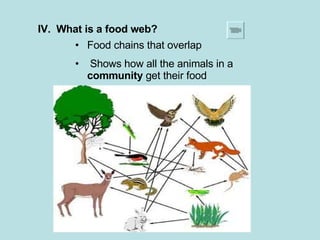 IV.  What is a food web? Food chains that overlap Shows how all the animals in a  community  get their food 