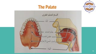 The Palate
10
www.recitewithlove.com 10
 