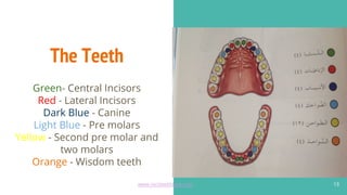 The Teeth
13
Green- Central Incisors
Red - Lateral Incisors
Dark Blue - Canine
Light Blue - Pre molars
Yellow - Second pre molar and
two molars
Orange - Wisdom teeth
www.recitewithlove.com 13
 