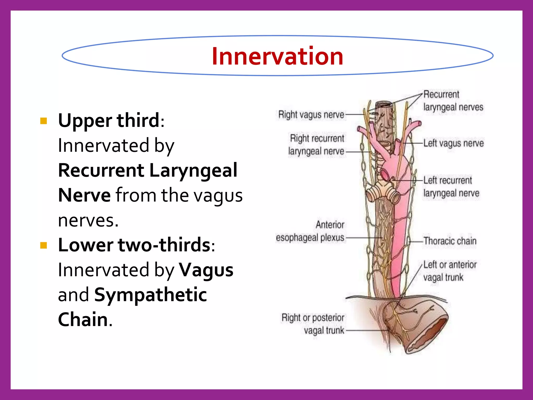  Upper third:
Innervated by
Recurrent Laryngeal
Nerve from the vagus
nerves.
 Lower two-thirds:
Innervated by Vagus
and Sympathetic
Chain.
Innervation
 