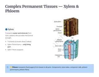 C¿«éšeŊ Peñ«a±e±č Tuÿÿěeÿ 4 Xōše« 
Phš¿e«
Ü Xōše«
Transports water and minerals from
roots upward; also provides mechanical
strength.
Tracheids  Vessels (dead, hollow)
Xylem Parenchyma 4 only living
part
Xylem Fibres (support)
ë Phloem transports food (sugars) from leaves to all parts. Components: sieve tubes, companion cells, phloem
parenchyma, phloem fibres.
 