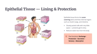 Eéučhešuaš Tuÿÿěe 4 Lu±u±g  Pñ¿čecču¿±
Epithelial tissue forms the outer
covering (skin) and lines internal organs
such as mouth, lungs, and intestine.
Closely packed cells with very little
space 4 prevents germ entry
Reduces water loss from the body
Five functions: Exchange ·
Protection · Secretion ·
Sensory · Absorption
 