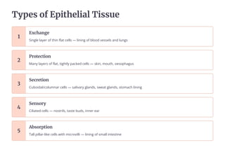Tōéeÿ ¿f Eéučhešuaš Tuÿÿěe
1
EŊcha±ge
Single layer of thin flat cells 4 lining of blood vessels and lungs
2
Pñ¿čecču¿±
Many layers of flat, tightly packed cells 4 skin, mouth, oesophagus
3
Secñeču¿±
Cuboidal/columnar cells 4 salivary glands, sweat glands, stomach lining
4
Se±ÿ¿ñō
Ciliated cells 4 nostrils, taste buds, inner ear
5
Abÿ¿ñéču¿±
Tall pillar-like cells with microvilli 4 lining of small intestine
 