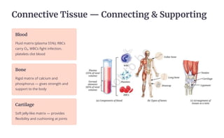 Connective Tissue 4 Connecting  Supporting
Blood
Fluid matrix (plasma 55%); RBCs
carry O¢, WBCs fight infection,
platelets clot blood
Bone
Rigid matrix of calcium and
phosphorus 4 gives strength and
support to the body
Cartilage
Soft jelly-like matrix 4 provides
flexibility and cushioning at joints
 