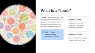 Whač uÿ a Tuÿÿěe?
A tissue is a group of similar cells
working together to perform a
specific function. This division of
labour increases efficiency and
enables complex life processes.
Cells ³Tissues ³
Organs ³Organ
Systems ³Organism
Měÿcše Tuÿÿěe
Enables voluntary and
involuntary movement
throughout the body
Neñļ¿ěÿ Tuÿÿěe
Carries electrical messages
between brain and body
 