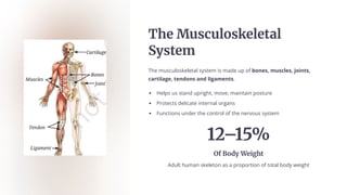 The Měÿcěš¿ÿ‘ešečaš
Sōÿče«
The musculoskeletal system is made up of bones, muscles, joints,
cartilage, tendons and ligaments.
Helps us stand upright, move, maintain posture
Protects delicate internal organs
Functions under the control of the nervous system
12315%
Of B¿dō Weughč
Adult human skeleton as a proportion of total body weight
 