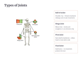 Types of Joints
Ball  Socket
Shoulder, hip 4 forward, backward,
sideways and circular movements
Hinge Joint
Elbow, knee 4 bends and
straightens in one direction only
Pivot Joint
Neck (skull to backbone) 4 allows
head to move side to side
Fixed Joint
Skull bones 4 no movement;
protects the brain
 