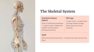 The S‘ešečaš Sōÿče«
Veñčebñaš C¿šě«±
(Séu±e)
Series of small bones (vertebrae)
4 supports body; cartilage discs
between vertebrae allow
bending and twisting
Rub Cage
12 pairs of ribs 4 protects heart
and lungs; flexible cartilage
allows expansion during
breathing
S‘ěšš
Flat bones joined by fixed joints 4 protects brain, eyes and ears from
injury
 