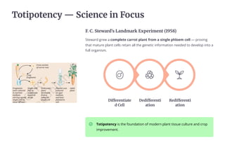 Totipotency 4 Science in Focus
F. C. Steward's Landmark Experiment (1958)
Steward grew a complete carrot plant from a single phloem cell 4 proving
that mature plant cells retain all the genetic information needed to develop into a
full organism.
Redifferenti
ation
Dedifferenti
ation
Differentiate
d Cell
Totipotency is the foundation of modern plant tissue culture and crop
improvement.
 