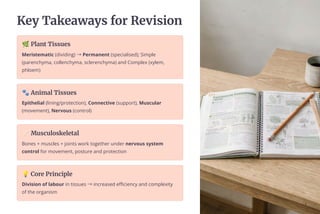 Key Takeaways for Revision
ž Plant Tissues
Meristematic (dividing) ³Permanent (specialised); Simple
(parenchyma, collenchyma, sclerenchyma) and Complex (xylem,
phloem)
 Animal Tissues
Epithelial (lining/protection), Connective (support), Muscular
(movement), Nervous (control)
| Musculoskeletal
Bones + muscles + joints work together under nervous system
control for movement, posture and protection
D Core Principle
Division of labour in tissues ³increased efficiency and complexity
of the organism
 