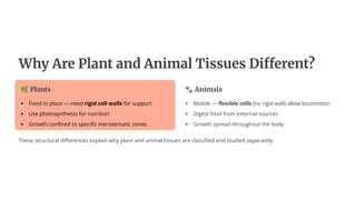 Whō Añe Pša±č a±d A±u«aš Tuÿÿěeÿ Duffeñe±č?
ž Pša±čÿ
Fixed in place 4 need rigid cell walls for support
Use photosynthesis for nutrition
Growth confined to specific meristematic zones
 A±u«ašÿ
Mobile 4 flexible cells (no rigid wall) allow locomotion
Digest food from external sources
Growth spread throughout the body
These structural differences explain why plant and animal tissues are classified and studied separately.
 