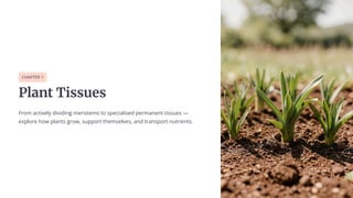 CHAPTER 1
Plant Tissues
From actively dividing meristems to specialised permanent tissues 4
explore how plants grow, support themselves, and transport nutrients.
 