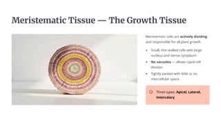 Meñuÿče«ačuc Tuÿÿěe 4 The Gñ¿Łčh Tuÿÿěe
Meristematic cells are actively dividing
and responsible for all plant growth.
Small, thin-walled cells with large
nucleus and dense cytoplasm
No vacuoles 4 allows rapid cell
division
Tightly packed with little or no
intercellular space
Three types: Apical, Lateral,
Intercalary
 