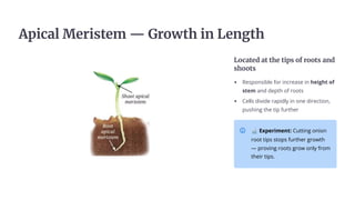 Aéucaš Meñuÿče« 4 Gñ¿Łčh u± Le±gčh
L¿cačed ač čhe čuéÿ ¿f ñ¿¿čÿ a±d
ÿh¿¿čÿ
Responsible for increase in height of
stem and depth of roots
Cells divide rapidly in one direction,
pushing the tip further
Ó Experiment: Cutting onion
root tips stops further growth
4 proving roots grow only from
their tips.
 