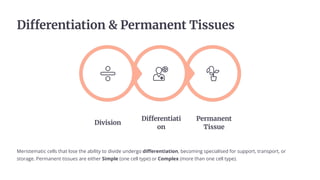 Differentiation  Permanent Tissues
Permanent
Tissue
Differentiati
on
Division
Meristematic cells that lose the ability to divide undergo differentiation, becoming specialised for support, transport, or
storage. Permanent tissues are either Simple (one cell type) or Complex (more than one cell type).
 