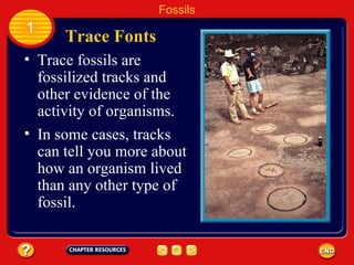 Chapter 3:1 Fossils