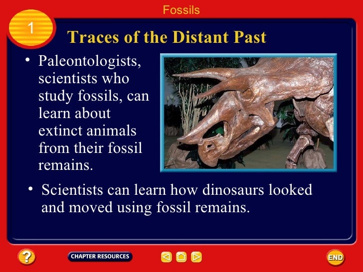 Chapter 31 Fossils