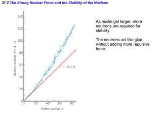 31.2  The Strong Nuclear Force and the Stability of the Nucleus As nuclei get larger, more  neutrons are required for  stability. The neutrons act like glue without adding more repulsive force. 