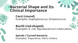 Comprehensive Overview of Bacterial Morphology and Its Clinical ...