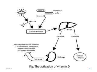 Fig. The activation of vitamin D.
62
4/9/2024
 