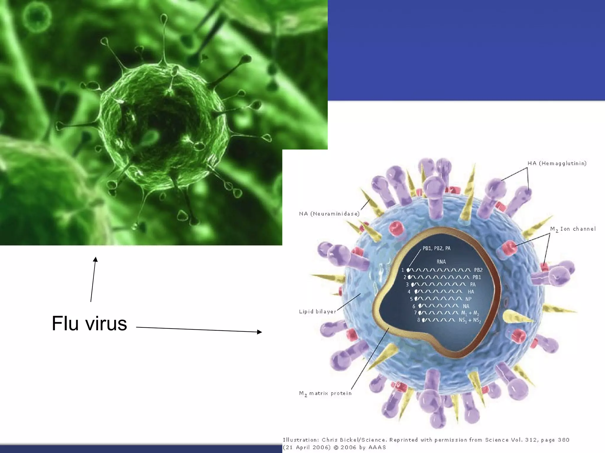 Flu virus 