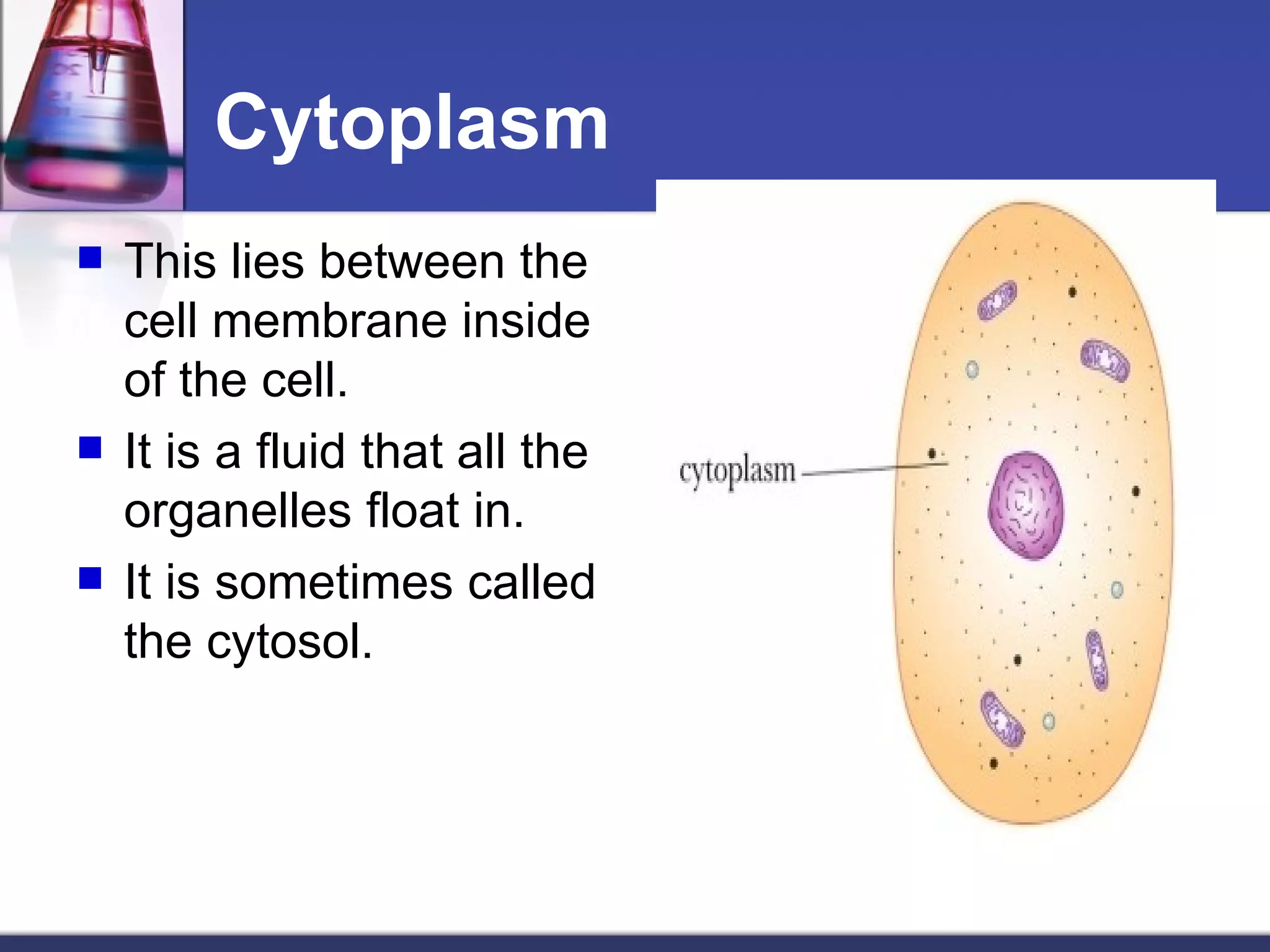 Cytoplasm This lies between the cell membrane inside of the cell. It is a fluid that all the organelles float in. It is sometimes called the cytosol. 