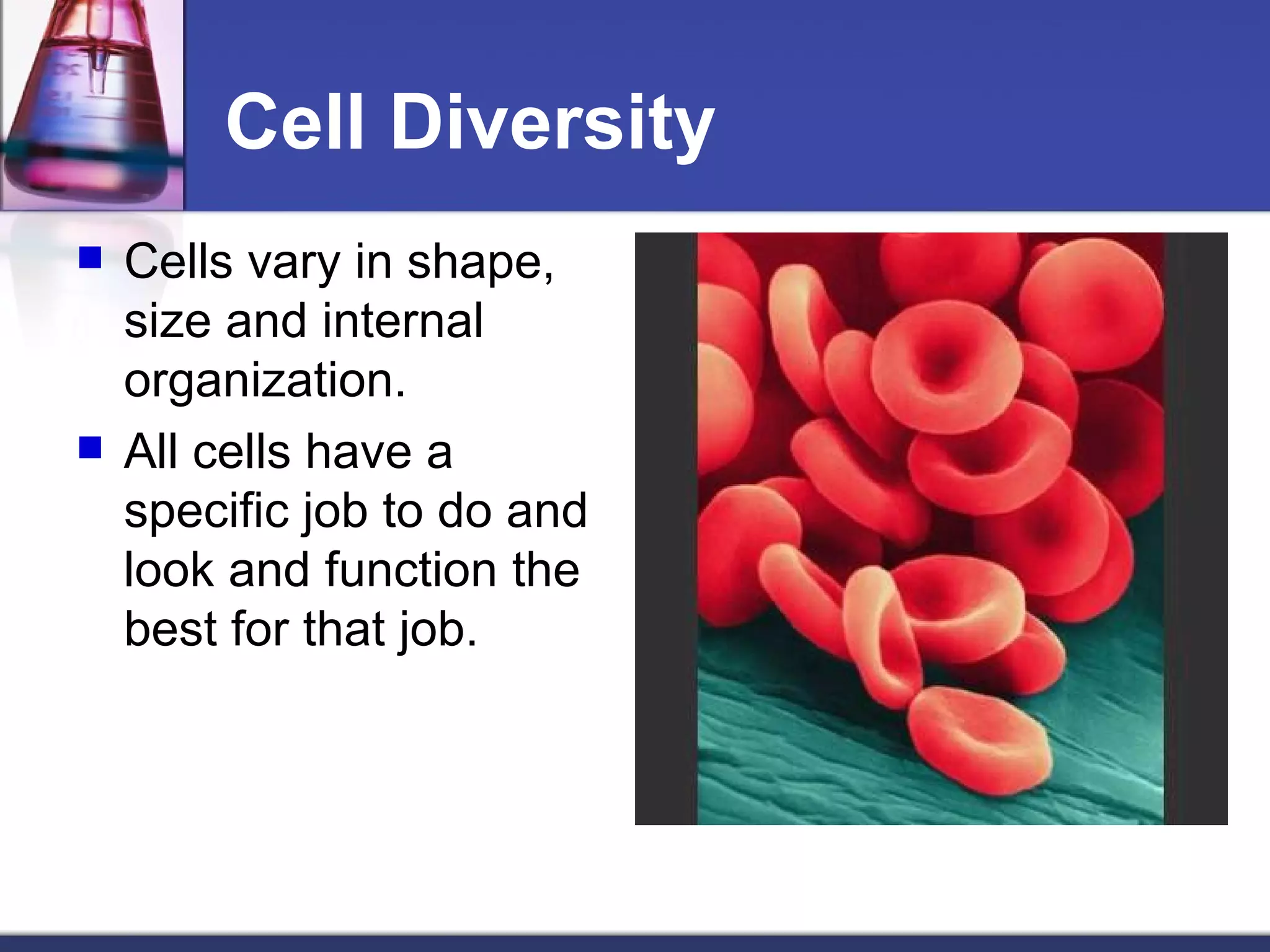 Cell Diversity Cells vary in shape, size and internal organization. All cells have a specific job to do and look and function the best for that job. 
