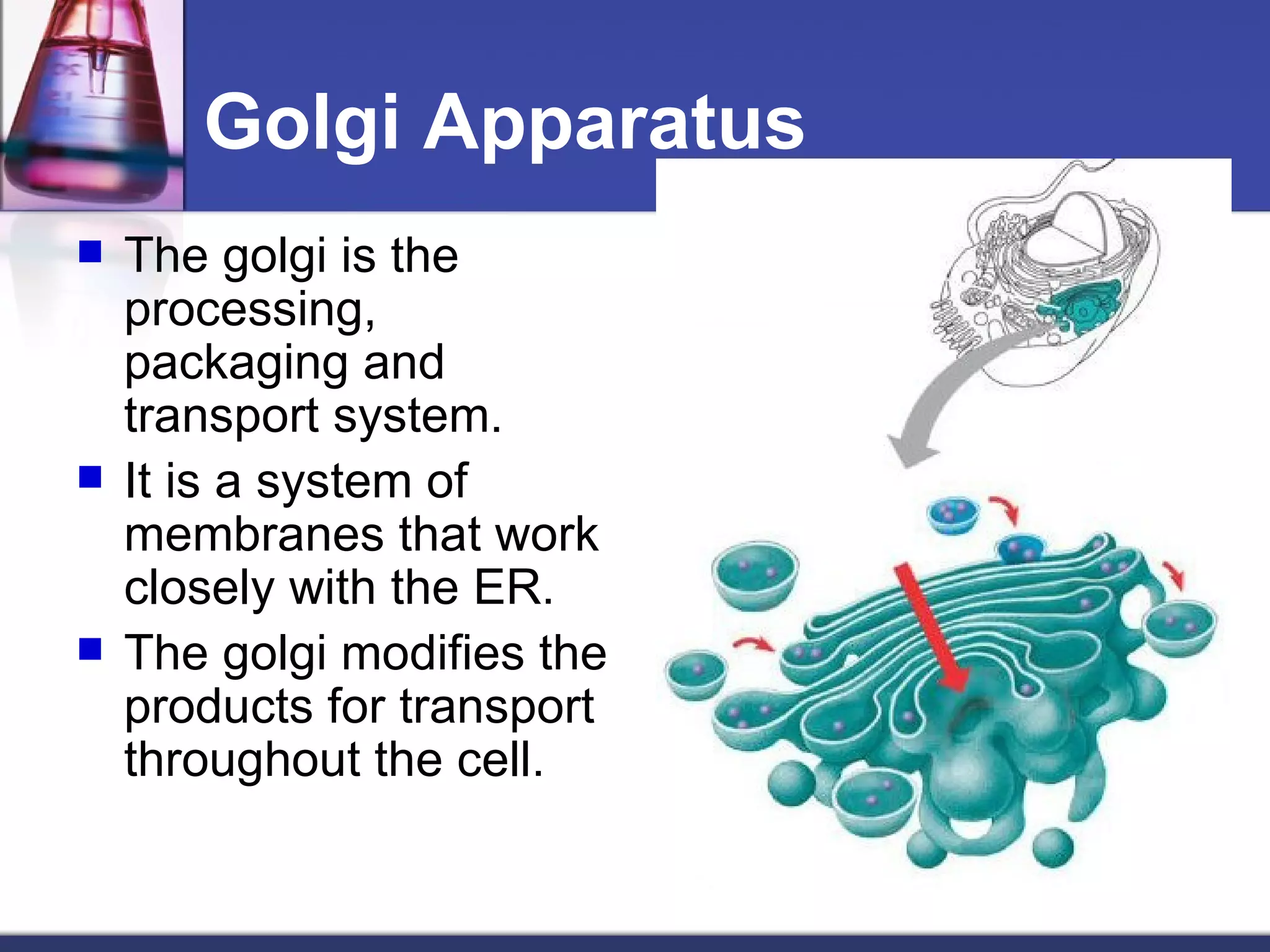 Golgi Apparatus The golgi is the processing, packaging and transport system. It is a system of membranes that work closely with the ER. The golgi modifies the products for transport throughout the cell. 