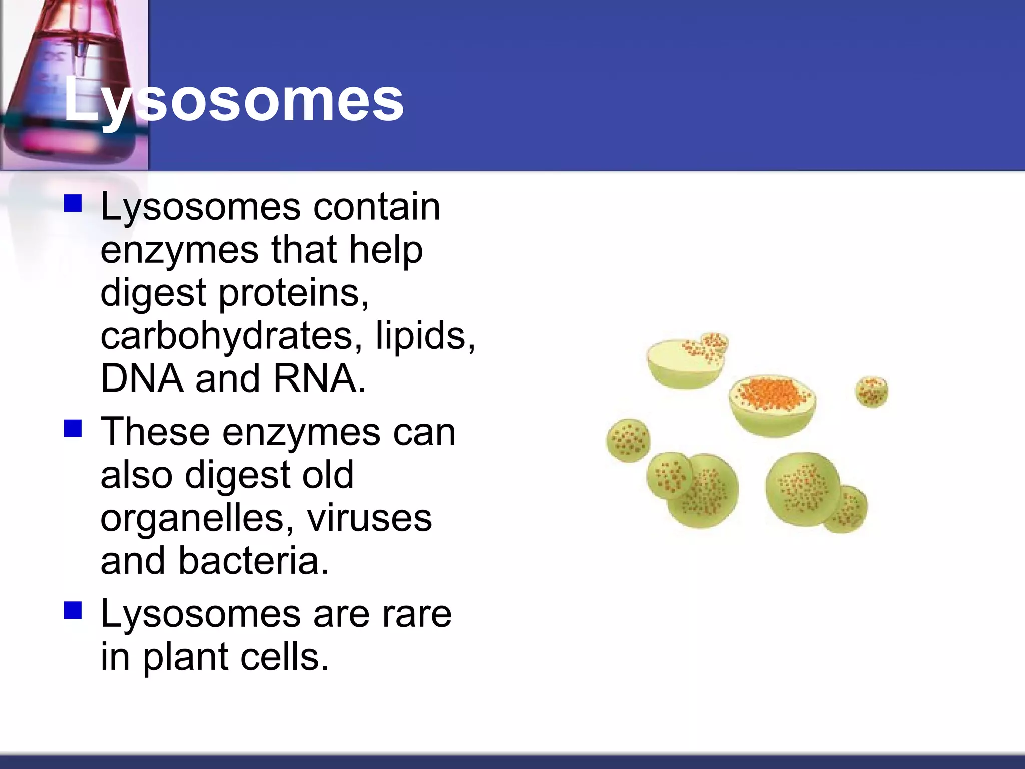 Lysosomes Lysosomes contain enzymes that help digest proteins, carbohydrates, lipids, DNA and RNA. These enzymes can also digest old organelles, viruses and bacteria. Lysosomes are rare in plant cells. 