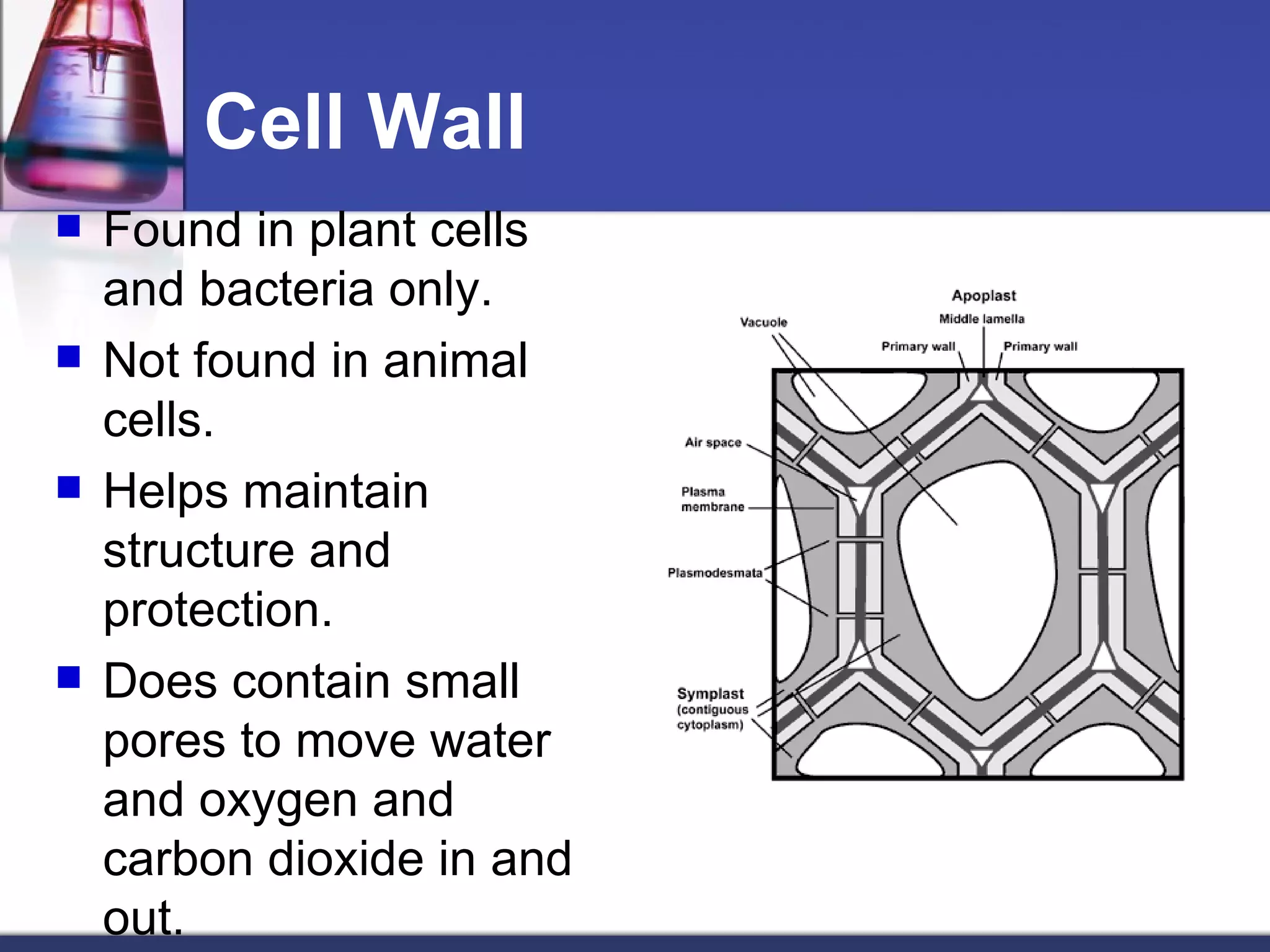 Cell Wall Found in plant cells and bacteria only. Not found in animal cells. Helps maintain structure and protection. Does contain small pores to move water and oxygen and carbon dioxide in and out. 
