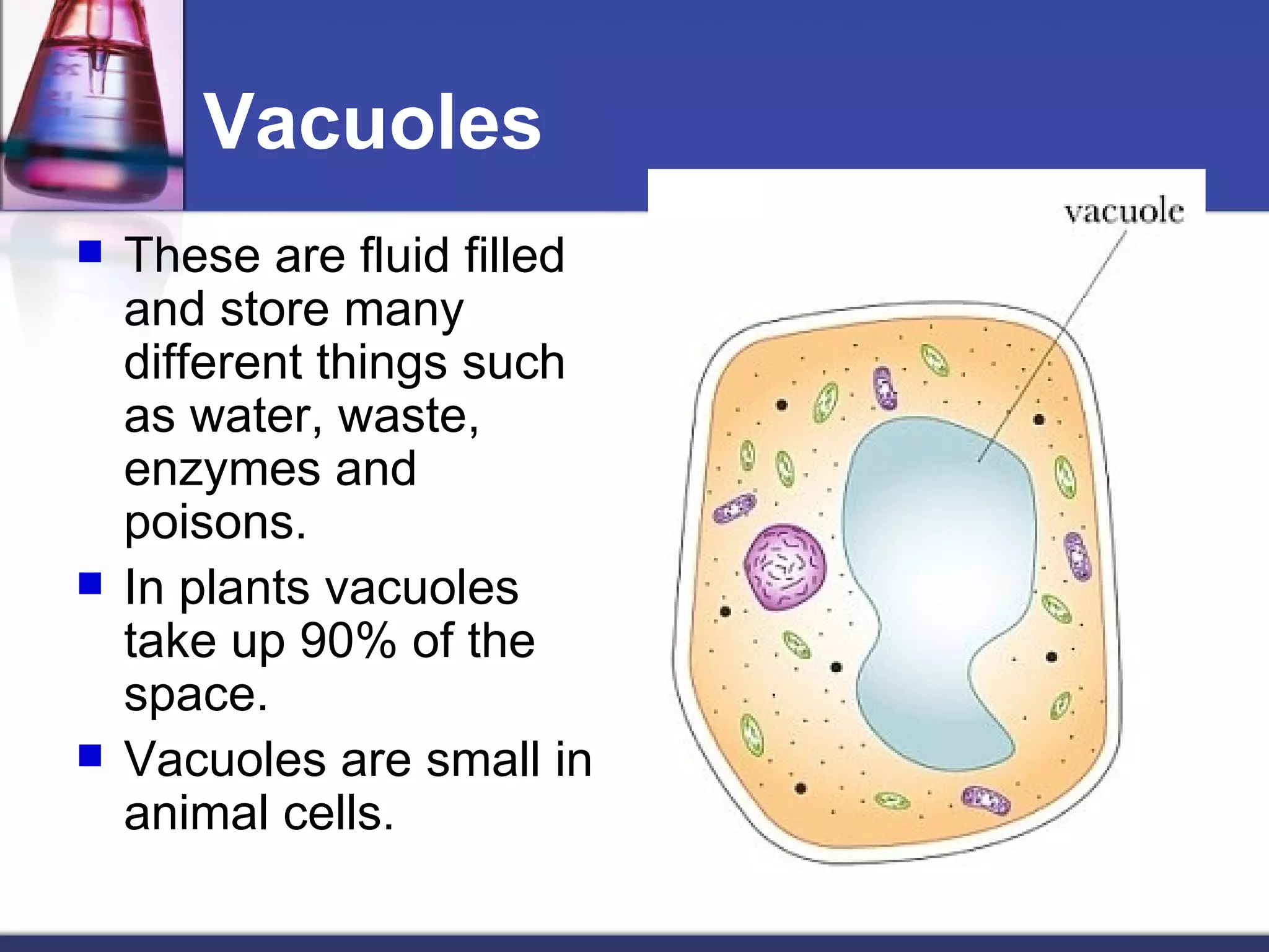 Vacuoles These are fluid filled and store many different things such as water, waste, enzymes and poisons. In plants vacuoles take up 90% of the space. Vacuoles are small in animal cells. 