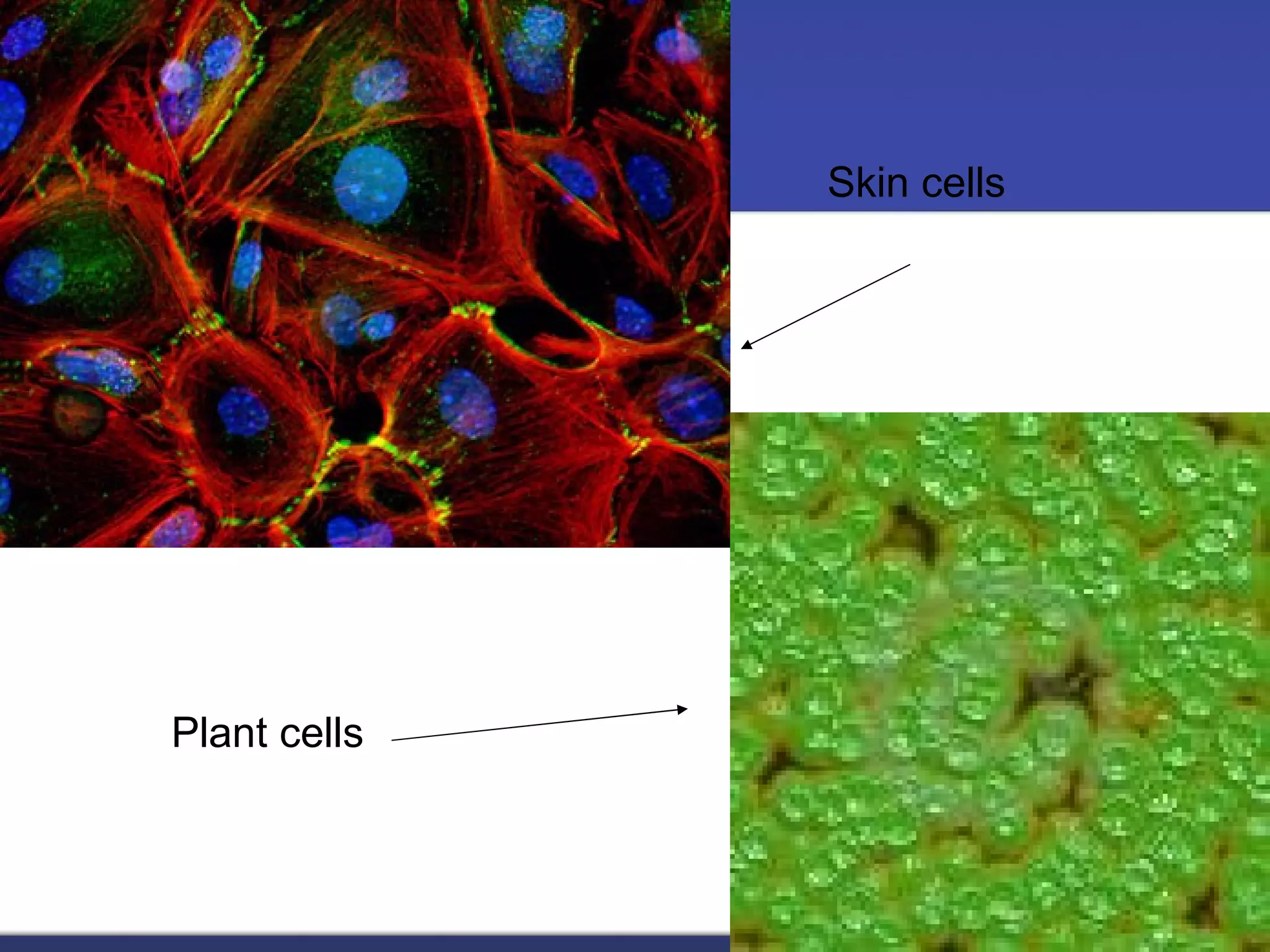 Skin cells Plant cells 