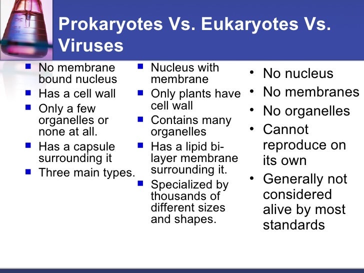 Is a virus a prokaryote or a eukaryote?