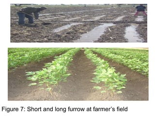 Figure 7: Short and long furrow at farmer’s field
 