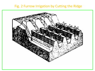 Fig. 2 Furrow Irrigation by Cutting the Ridge
 