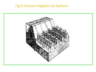 Fig.3 Furrow Irrigation by Siphons
 