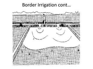 Border Irrigation cont…
 