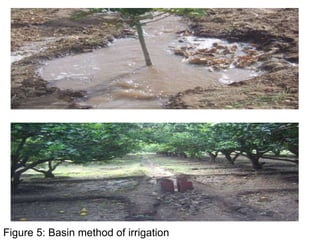 Figure 5: Basin method of irrigation
 