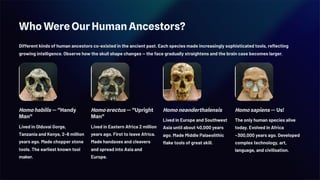 Who Were Our Human Ancestors?
Different kinds of human ancestors co-existed in the ancient past. Each species made increasingly sophisticated tools, reflecting
growing intelligence. Observe how the skull shape changes — the face gradually straightens and the brain case becomes larger.
Homo habilis — "Handy
Man"
Lived in Olduvai Gorge,
Tanzania and Kenya, 2–6 million
years ago. Made chopper stone
tools. The earliest known tool
maker.
Homo erectus — "Upright
Man"
Lived in Eastern Africa 2 million
years ago. First to leave Africa.
Made handaxes and cleavers
and spread into Asia and
Europe.
Homo neanderthalensis
Lived in Europe and Southwest
Asia until about 40,000 years
ago. Made Middle Palaeolithic
flake tools of great skill.
Homo sapiens — Us!
The only human species alive
today. Evolved in Africa
~300,000 years ago. Developed
complex technology, art,
language, and civilisation.
 